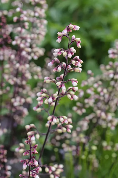 473054 - Crevice alumroot (Heuchera micrantha 'Regina')