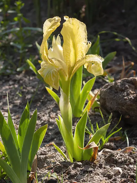 400147 - Crimean iris (Iris lutescens)