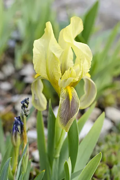471236 - Crimean iris (Iris lutescens)