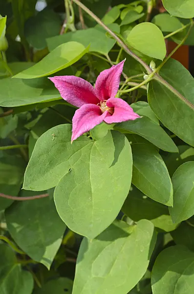 497158 - Crimson clematis (Clematis texensis 'Princess Diana' syn. Clematis texensis 'Princess of Wales')