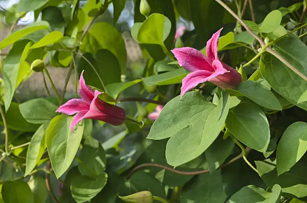 497159 - Crimson clematis (Clematis texensis 'Princess Diana' syn. Clematis texensis 'Princess of Wales')