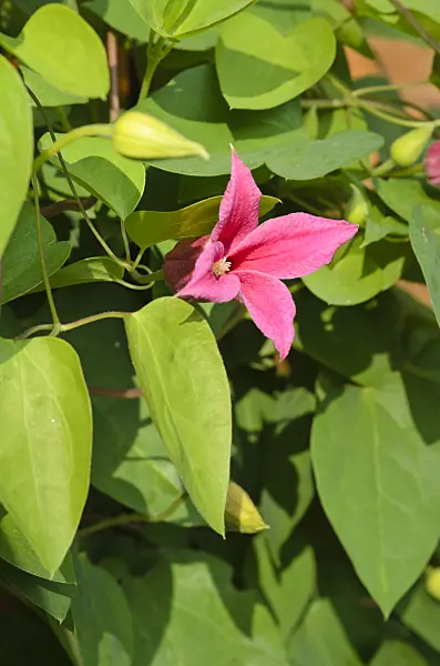 497160 - Crimson clematis (Clematis texensis 'Princess Diana' syn. Clematis texensis 'Princess of Wales')