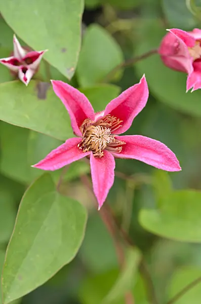 534507 - Crimson clematis (Clematis texensis 'Princess Diana' syn. Clematis texensis 'Princess of Wales')