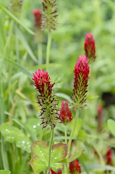 508151 - Crimson clover (Trifolium incarnatum)