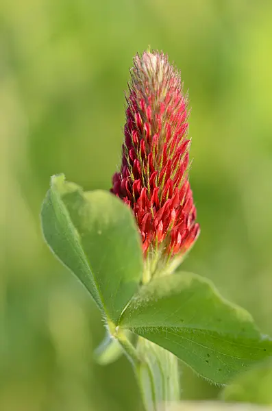 533007 - Crimson clover (Trifolium incarnatum)