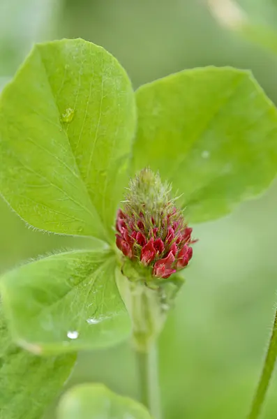 534461 - Crimson clover (Trifolium incarnatum)