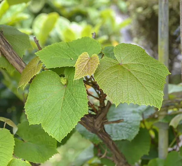 575351 - Crimson glory vine (Vitis coignetiae)