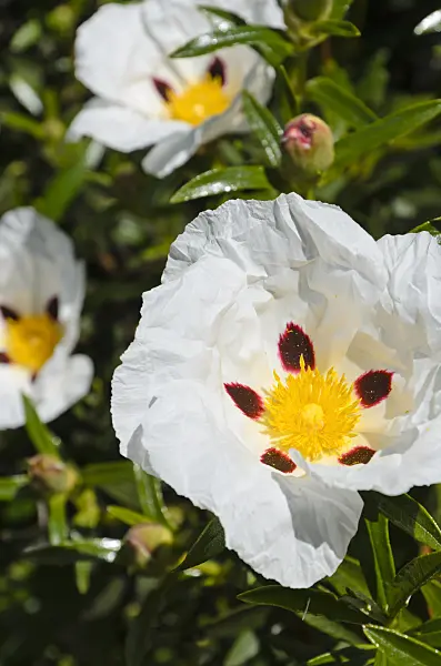 508423 - Crimson spot rock rose (Cistus ladanifer)