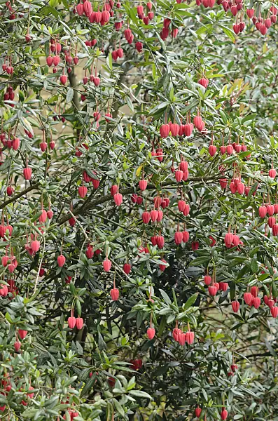 533362 - Crinodendron hookerianum