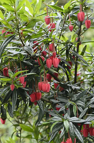 533531 - Crinodendron hookerianum