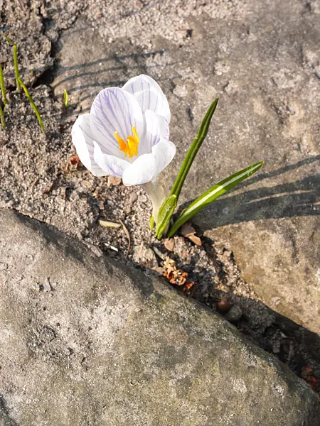 400058 - Crocus (Crocus)