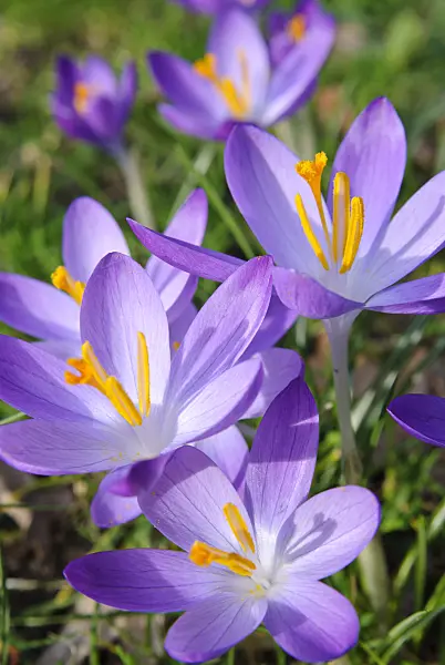 465084 - Crocus (Crocus)