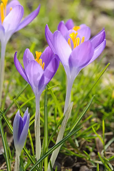 465085 - Crocus (Crocus)