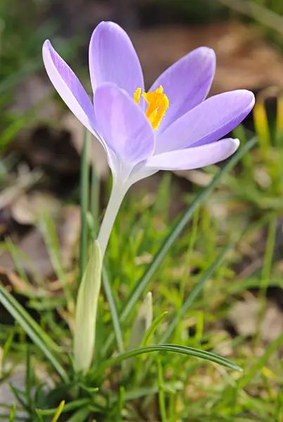 465086 - Crocus (Crocus)