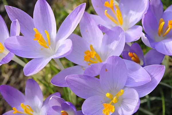 465088 - Crocus (Crocus)