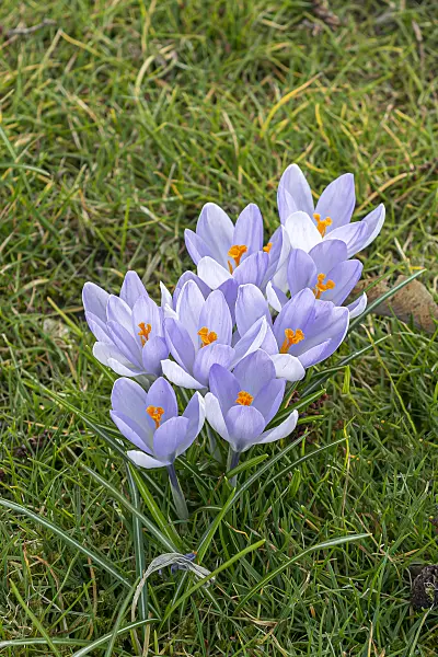651202 - Crocus (Crocus)