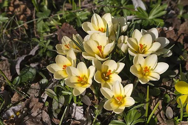 601006 - Crocus (Crocus chrysanthus 'Dorothy')