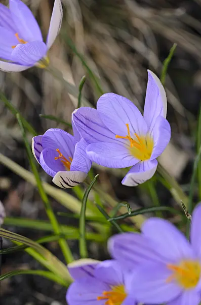 529166 - Crocus (Crocus imperati 'De Jager')