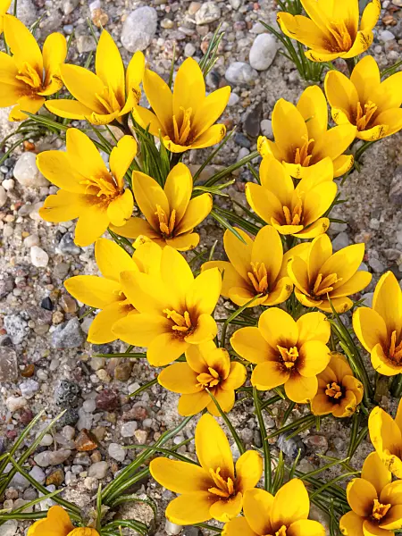 446021 - Crocus (Crocus korolkowii)