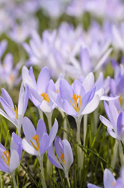 494134 - Crocus de Thomas (Crocus tommasinianus)