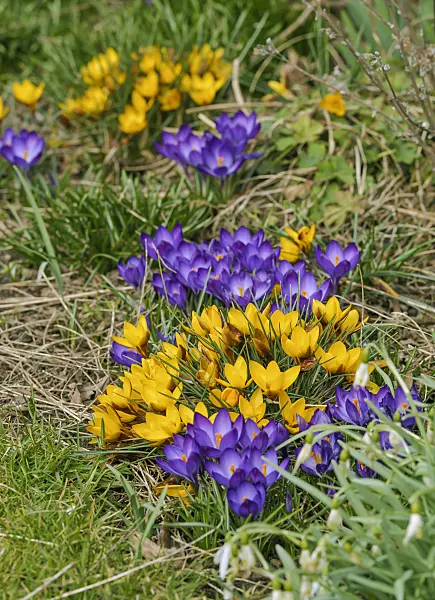 517431 - Crocuses (Crocus)