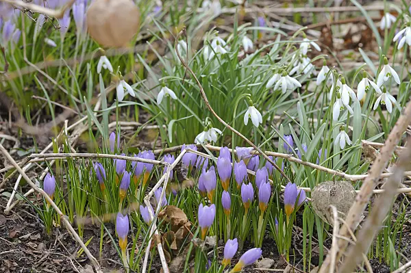 517432 - Crocuses (Crocus) and common snowdrop (Galanthus nivalis)