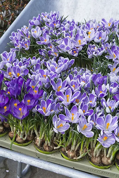 543017 - Crocuses (Crocus) in flower pots