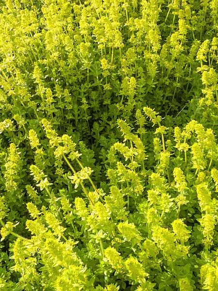 401231 - Crosswort (Cruciata laevipes)
