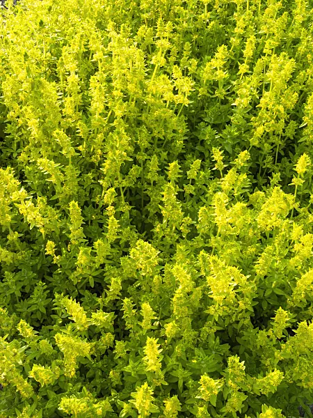 425049 - Crosswort (Cruciata laevipes)