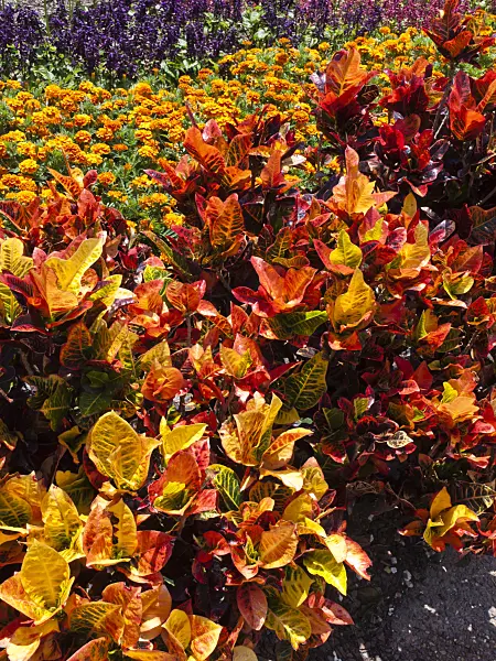 455061 - Croton (Codiaeum variegatum syn. Croton variegatus)