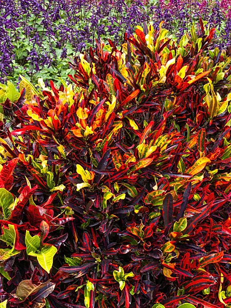 455146 - Croton (Codiaeum variegatum syn. Croton variegatus)