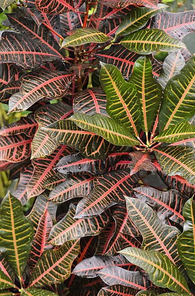 553088 - Croton (Codiaeum variegatum syn. Croton variegatus)