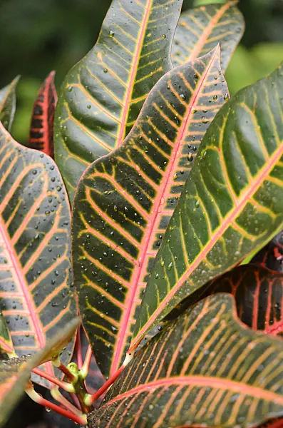 553089 - Croton (Codiaeum variegatum syn. Croton variegatus)
