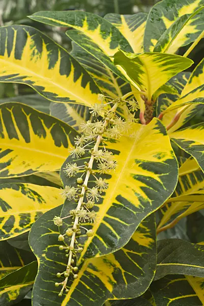 607266 - Croton (Codiaeum variegatum syn. Croton variegatus)