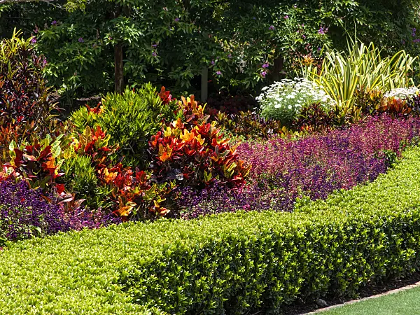 455150 - Croton (Codiaeum variegatum syn. Croton variegatus) and lilly pilly (Syzygium)
