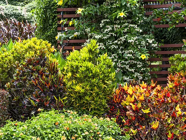 455147 - Croton (Codiaeum variegatum syn. Croton variegatus), bleeding glory bower (Clerodendrum thomsoniae syn. Clerodendron thomsoniae) and golden trumpet (Allamanda cathartica)