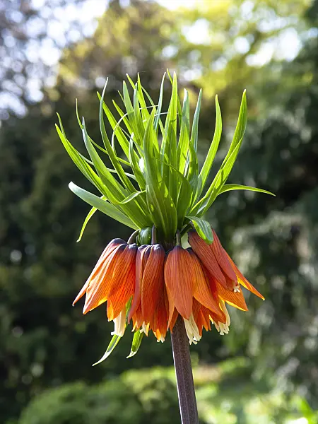 437097 - Crown imperial (Fritillaria imperialis)