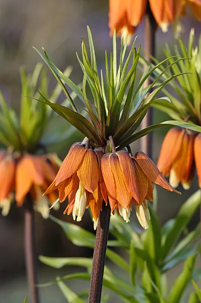 483192 - Crown imperial (Fritillaria imperialis)