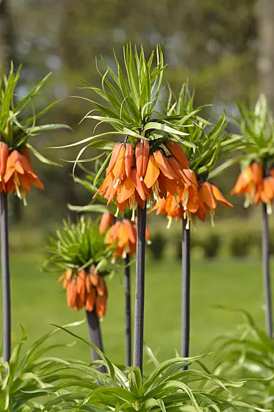 483216 - Crown imperial (Fritillaria imperialis)