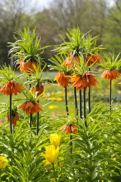 483221 - Crown imperial (Fritillaria imperialis)