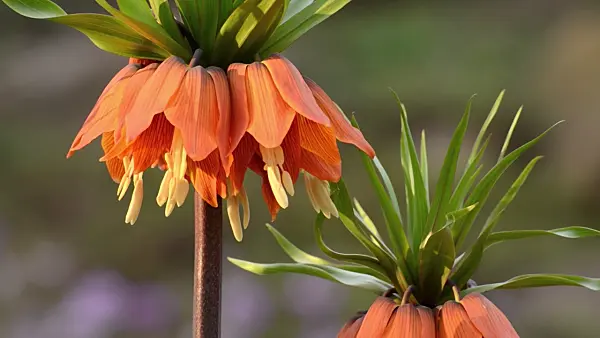 495267 - Crown imperial (Fritillaria imperialis)