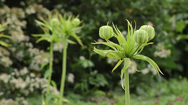 496357 - Crown imperial (Fritillaria imperialis)