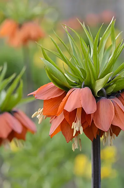 519178 - Crown imperial (Fritillaria imperialis)