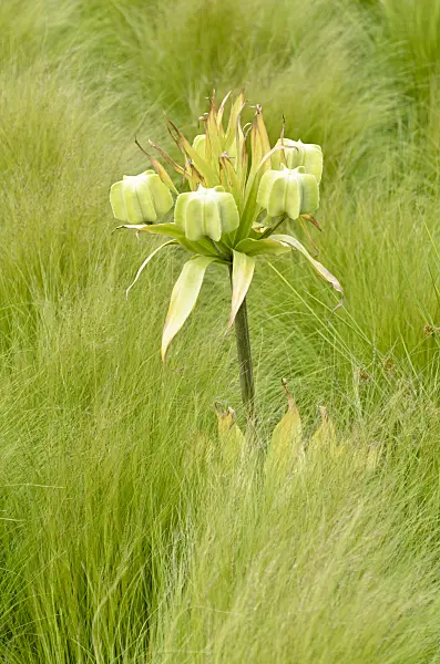 545082 - Crown imperial (Fritillaria imperialis)