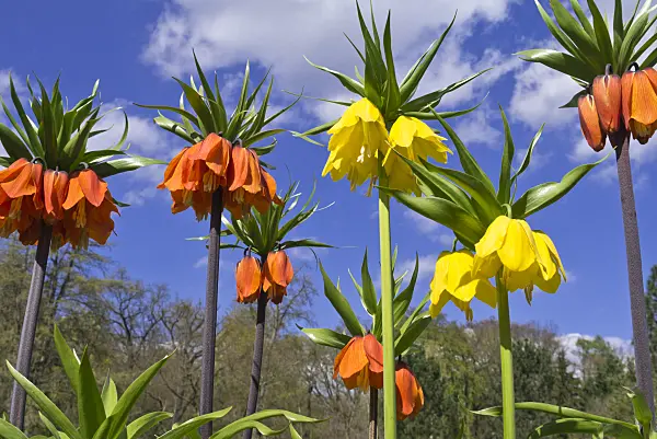 555122 - Crown imperial (Fritillaria imperialis 'Aurora')