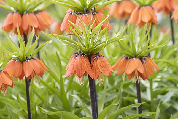 651276 - Crown imperial (Fritillaria imperialis 'Aurora')
