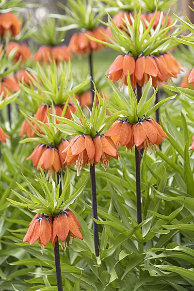 651277 - Crown imperial (Fritillaria imperialis 'Aurora')
