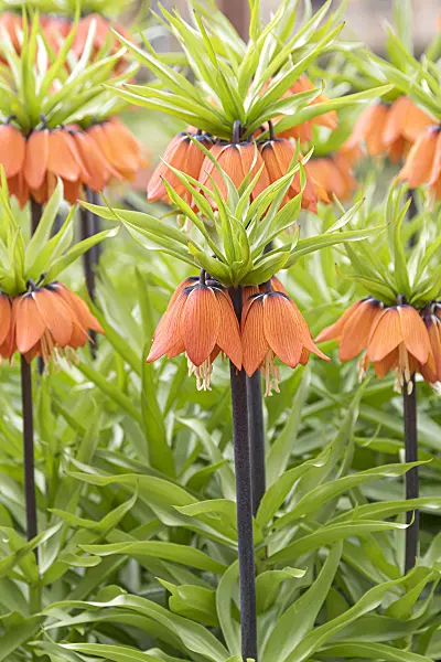 651278 - Crown imperial (Fritillaria imperialis 'Aurora')