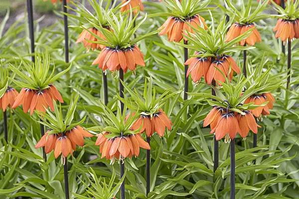 651279 - Crown imperial (Fritillaria imperialis 'Aurora')