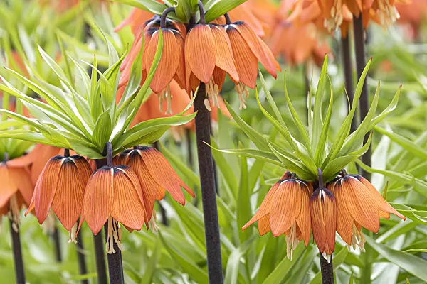 651280 - Crown imperial (Fritillaria imperialis 'Aurora')
